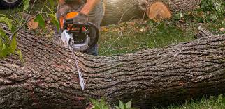 Reliable Centre Grove, NJ Tree Services Solutions