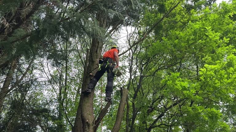 Best Emergency Tree Removal  in Centre Grove, NJ