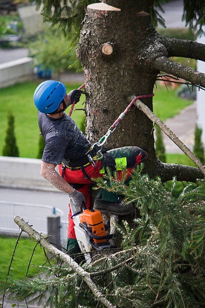 Best Tree Cabling and Bracing  in Centre Grove, NJ