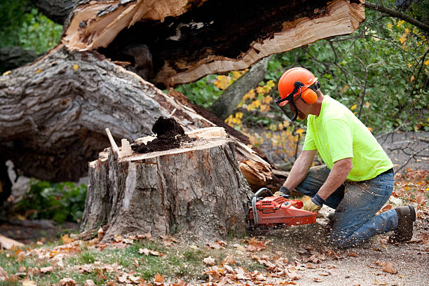 Leaf Removal in Centre Grove, NJ