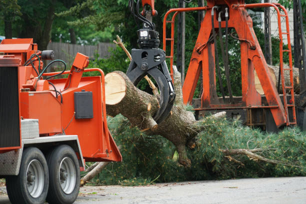 Best Stump Grinding and Removal  in Centre Grove, NJ